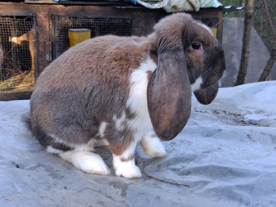 Iepuri berbec German femele si masculi jud Bz