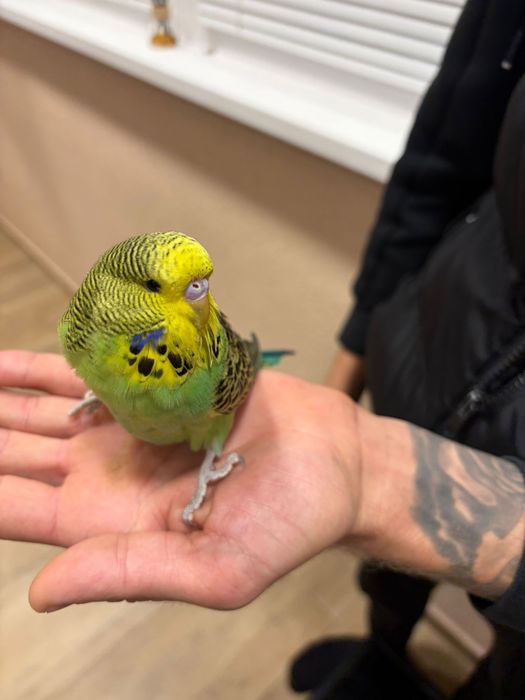 Двойка социални вълнисти папагали