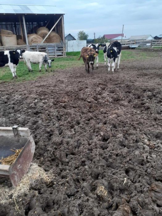 Junele baltate si holstein