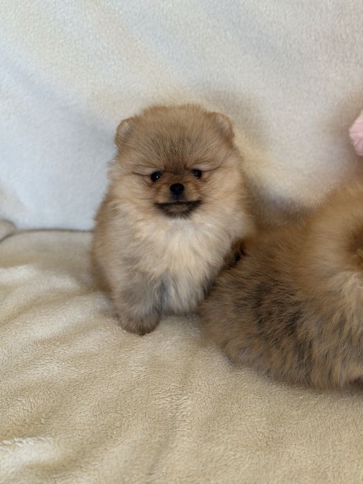 Чистокръвни Померанчета Момчета и Момиче