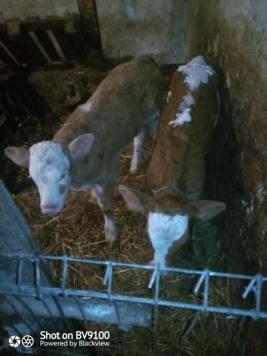 Vând vițel și vițea