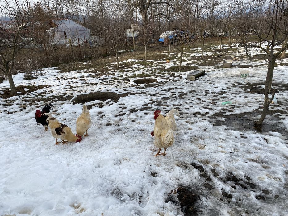 Cocosi albi  romanesti 1 an