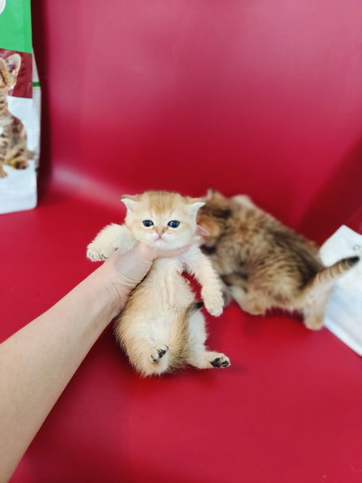 Британские Золотые Шиншиллы , черные , тикинг.