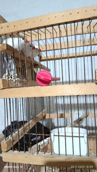 Qushlar tayyor uyi bilan sotiladi.