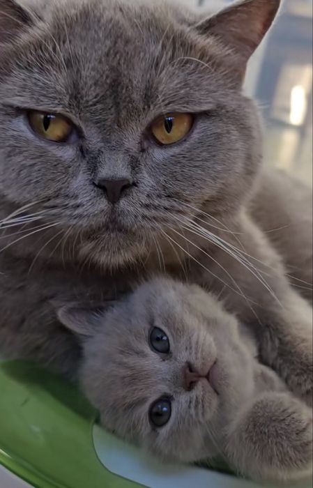 Британска късокосместа