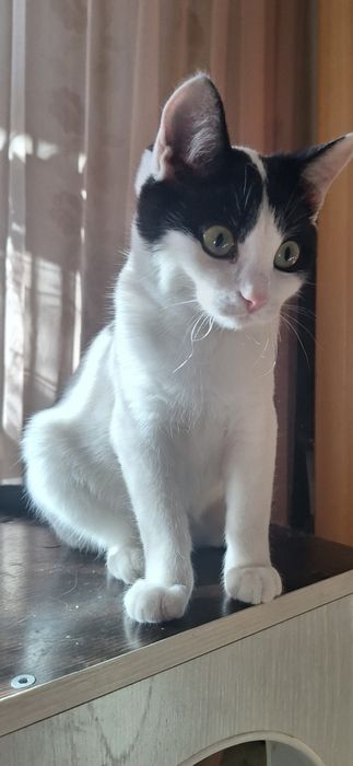 Отдам котика подростка