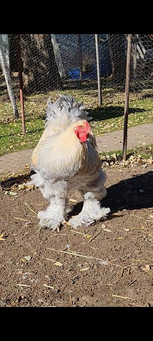 Cocosi brahma izabel