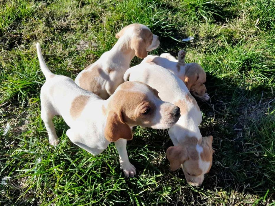 Продават се малки Пойнтери