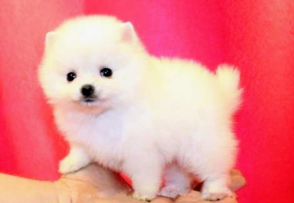 Cățeluș Pomeranian Mini Toy Alb ca zăpada caută căsuța