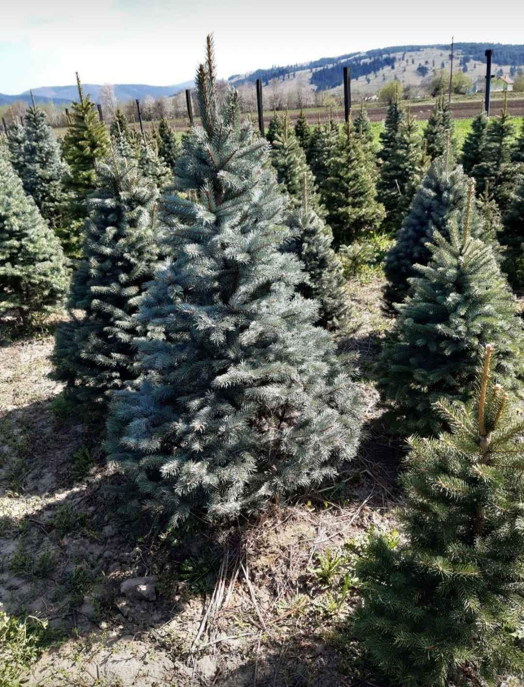 Plante ornamentale. Peste tot în tara