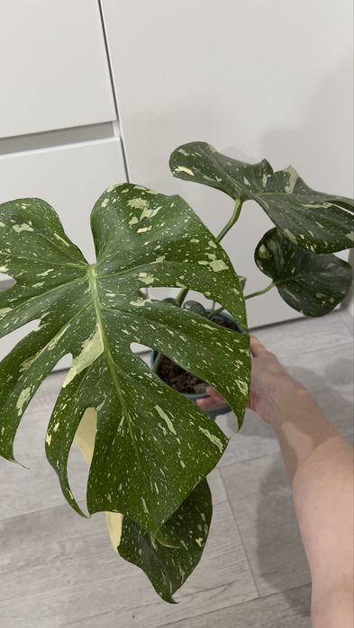 Распродажа продам Монстеру Тайское созвездие