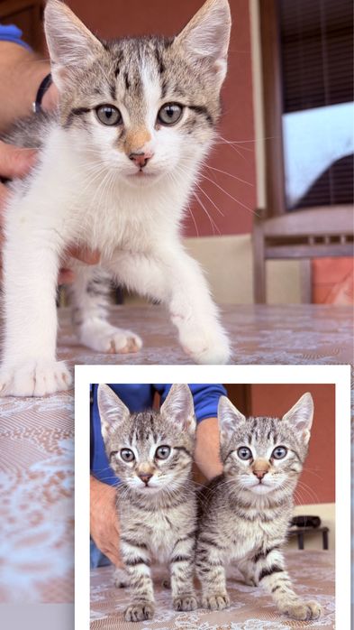 Подаряват се