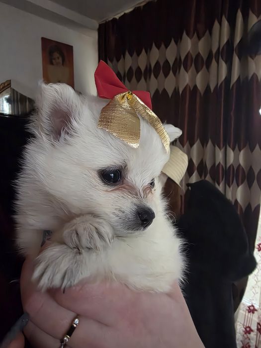 Căței Pomeranian! Cel mai frumos cadou!