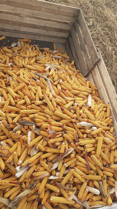 Porumb stiulete producție 2025