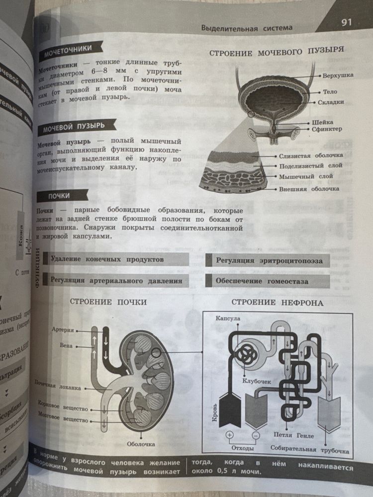 Школьные пособия в инфорграфике
