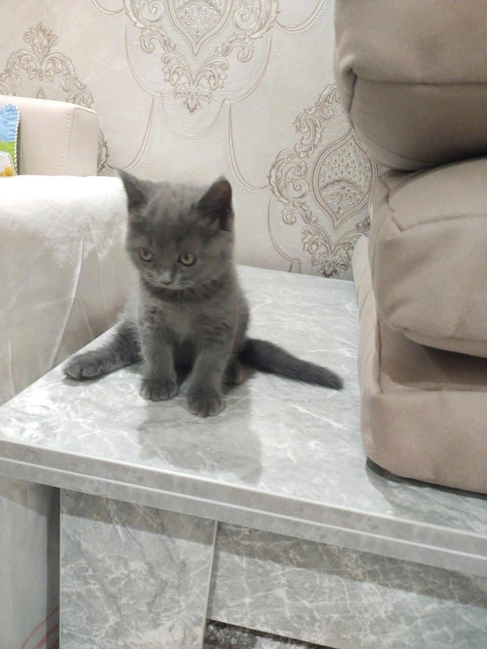 Продается котенок, девочка. Скотиш страйт.