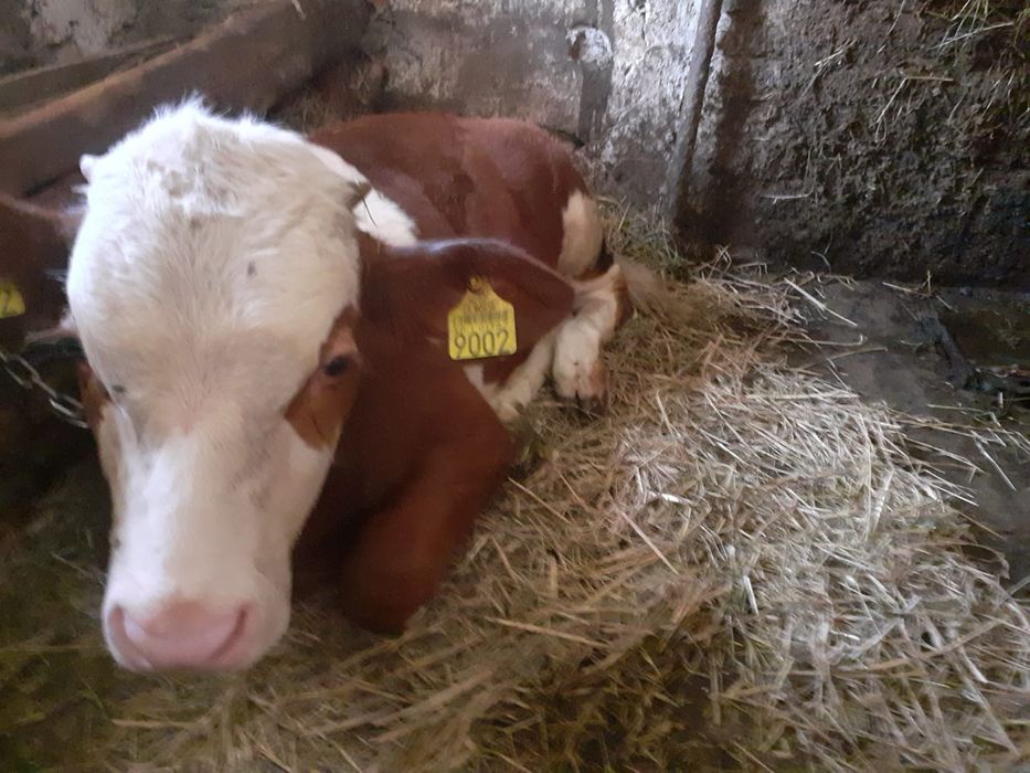 Vand taur varsta 2 ani si 7 luni 930-960kg