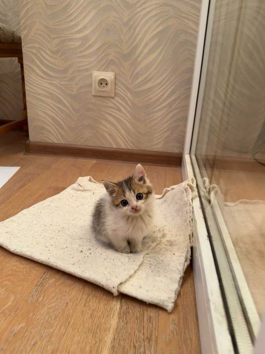 Отдам котенка в добрые руки
