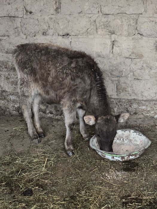 продаеться бычок