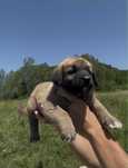 catei ciobanesc kangal