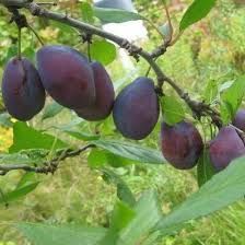 Pomi Fructiferi Stravechi Glia Stramoseasca (Soiuri De Prun )