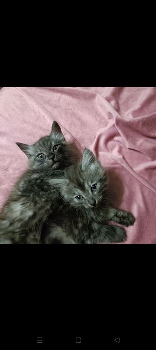 Отдам даром котят