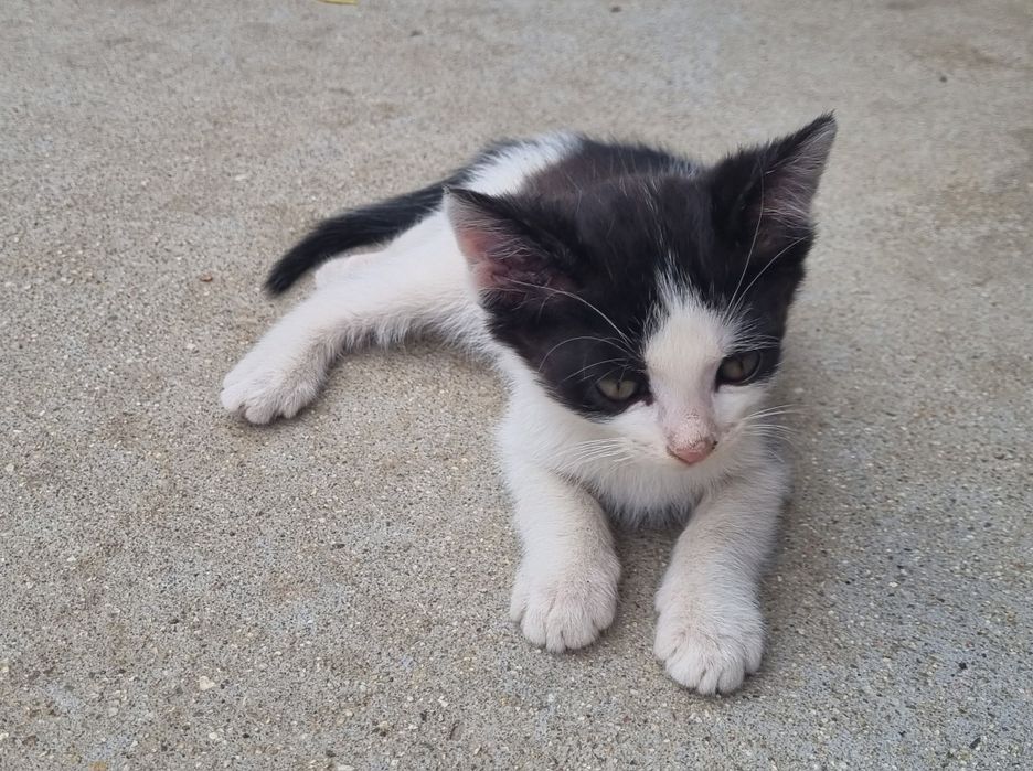 Подарявам котета