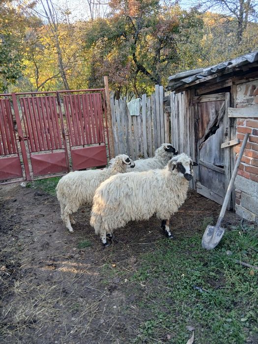 Vând 2 oi  brezi si 3 berbecuti