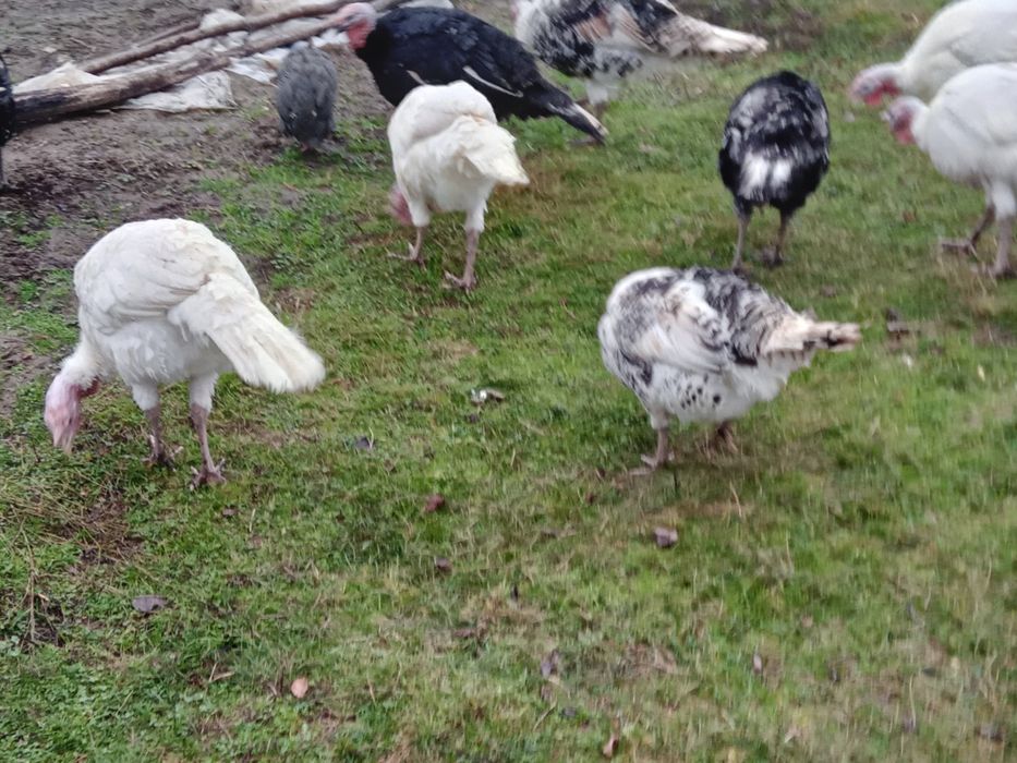 Vand curcanii 3 bucati