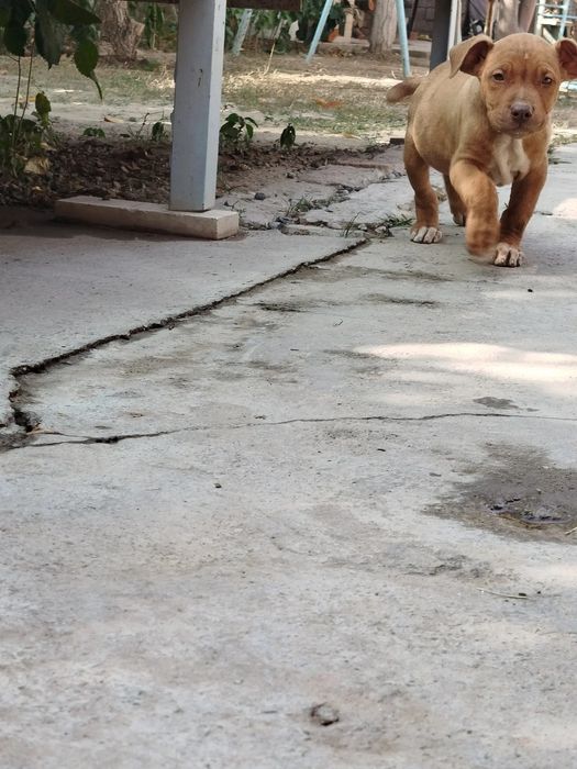 Питбуль сотилади Rednous