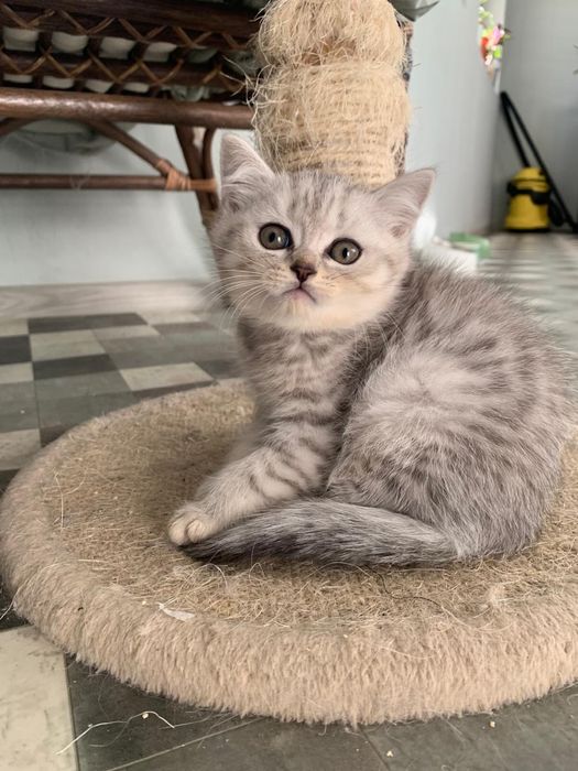 Pisicuta Superba British Shorthair
