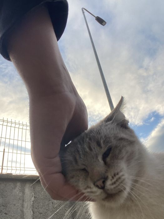 2 pisici spre adoptie