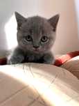 Pui British shorthair