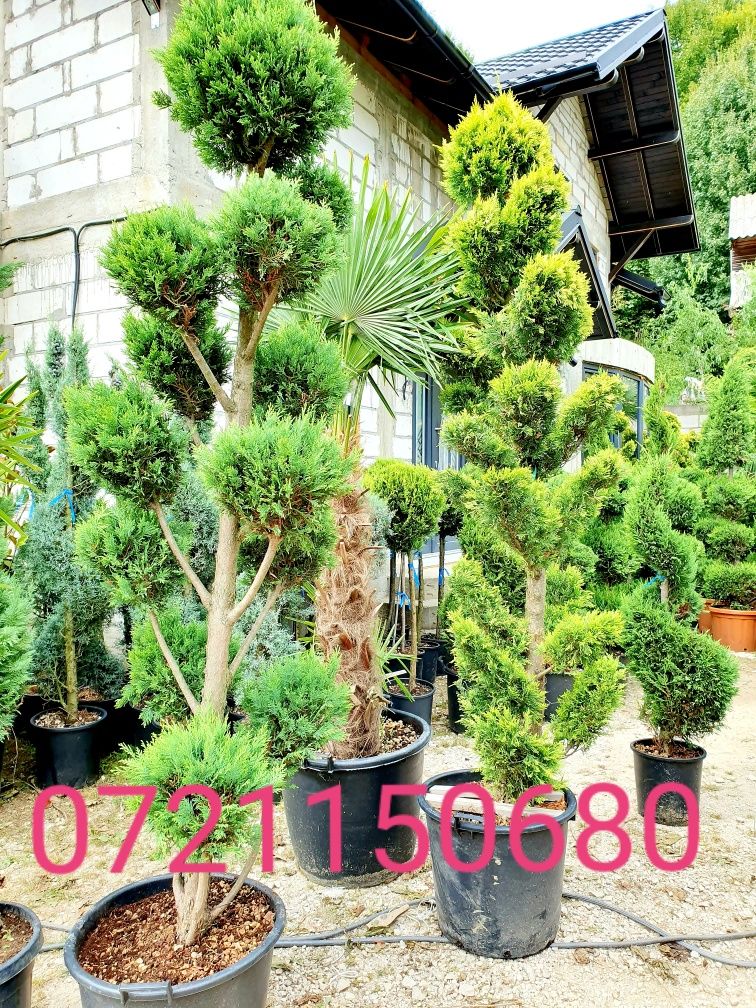 Poze reale 100 % / Palmieri, pon pon, bonsai, buxus glob, tuia spirala