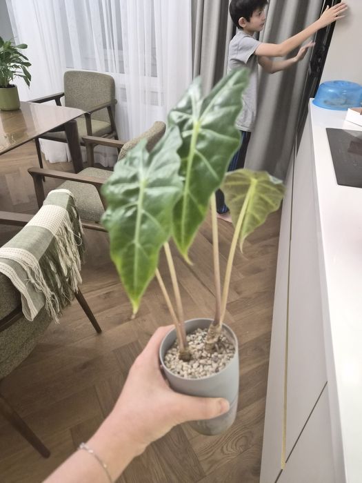 Алоказия полли 2 ствола