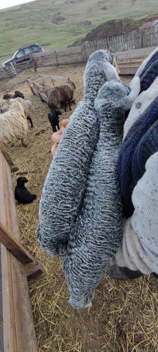 Vând 60 oi karakul înscrise în COP