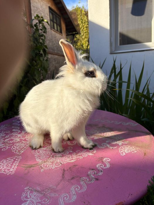 Donez Iepurași cap de leu pitic