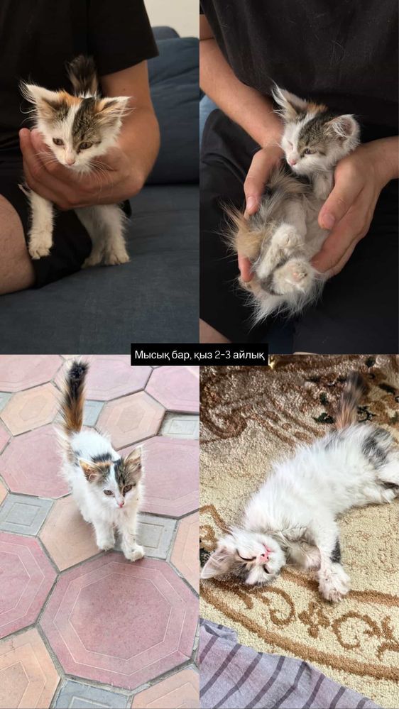 Мышық мысық кошка