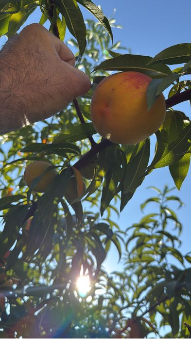 Pomi fructiferi pe rod