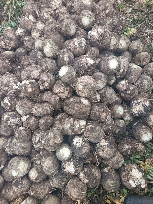 Țelină de radacina