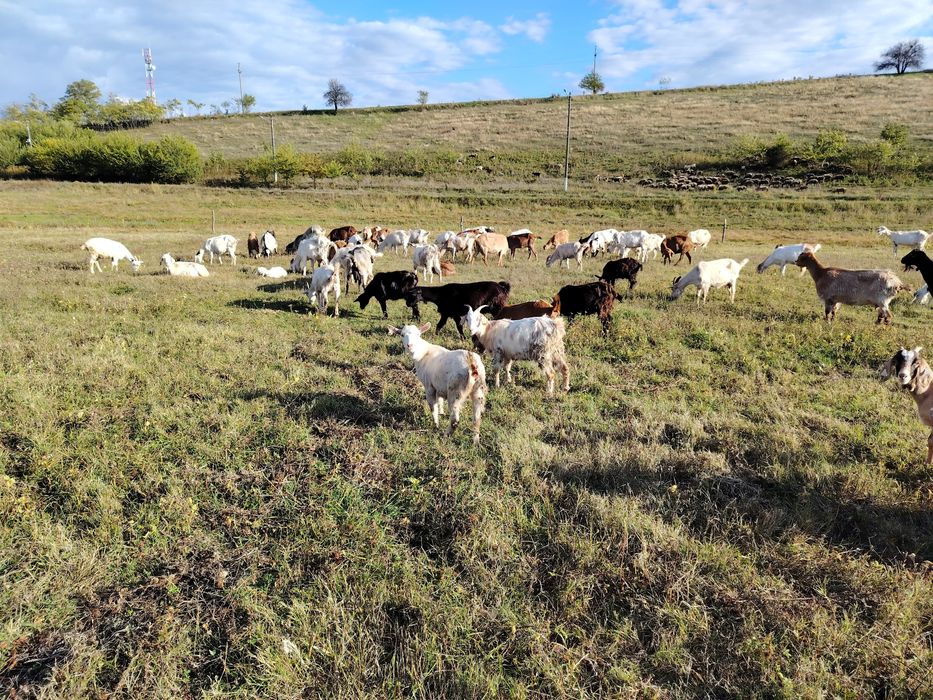 Capre metis sannen