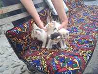 Отдаем котят в хорошие руки