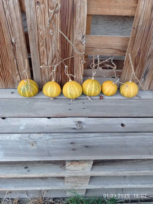 Кратуни за украса,декорация ,хелуин