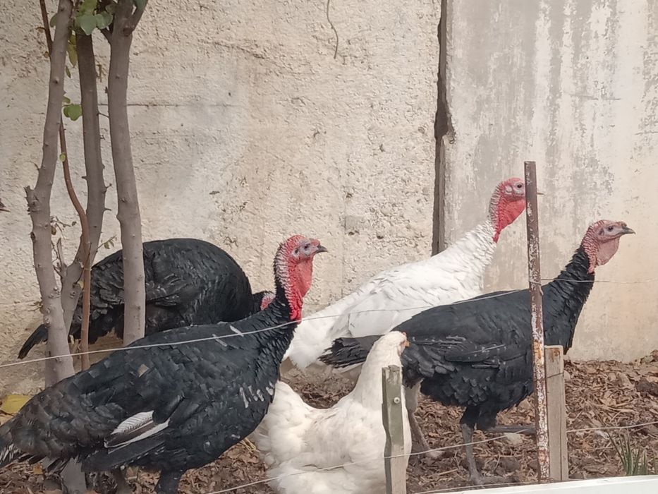 Продам молодых индюков порода хорошая израильская кормили всем натурал