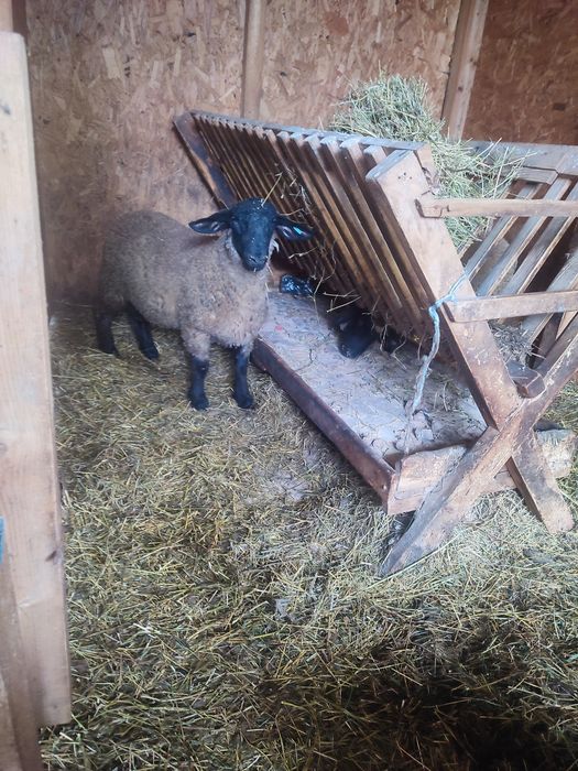 De vânzare un berbec suffolk din primăvară rasă curată fără certificat