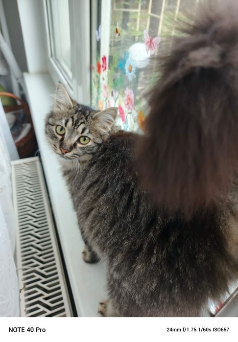 PUI Norvegiana de padure 5 luni