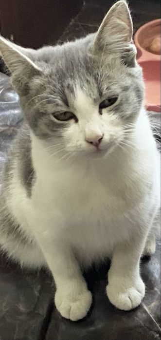 Подарявам малки котета.