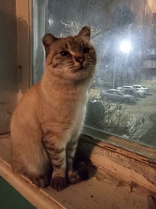 Отдаем кошку в добрые руки, которая живет в подъезде