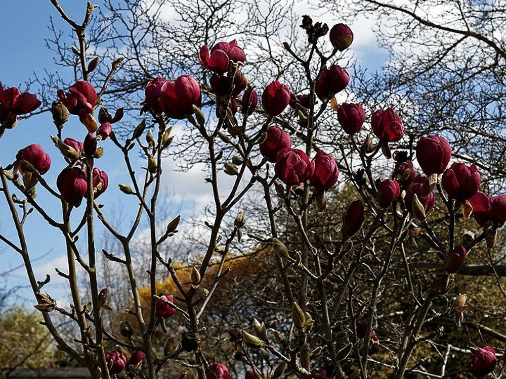 Magnolia Black Tulip