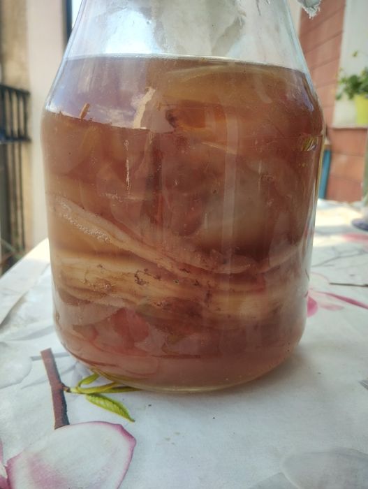 Комбуча култура SCOBY